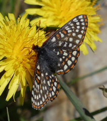 Euphydryas anicia bernadetta