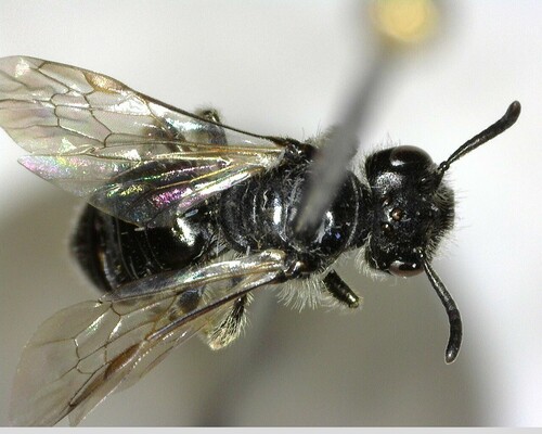 iNaturalist observation photo of Panurginus