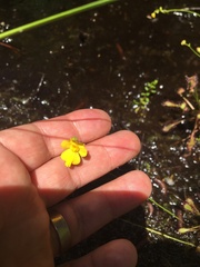 Utricularia striata