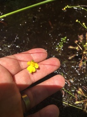 Utricularia striata