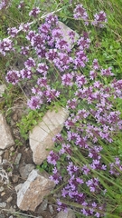 Serpyllum