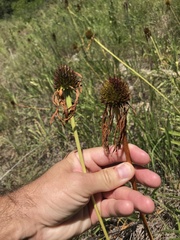 Echinacea paradoxa paradoxa