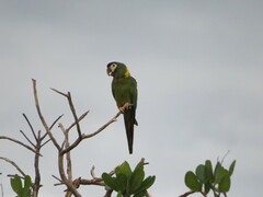 Primolius auricollis