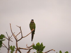 Primolius auricollis