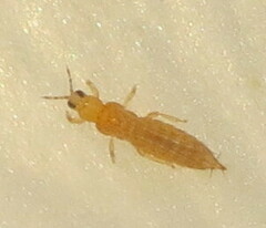Frankliniella