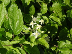 Clematis vitalba