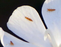 Frankliniella