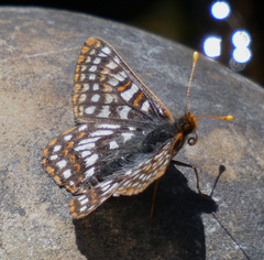 Euphydryas anicia bernadetta