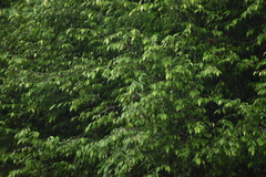 Psilopogon franklinii