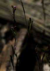 Epilobium glaberrimum