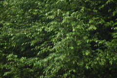 Psilopogon franklinii