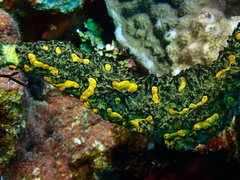 Parazoanthus swiftii