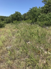 Echinacea paradoxa paradoxa