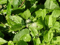 Clematis vitalba
