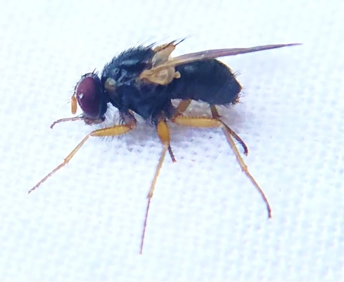 Phaonia bysia