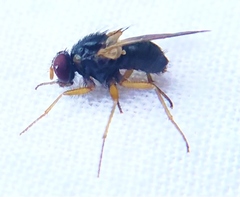 Phaonia bysia