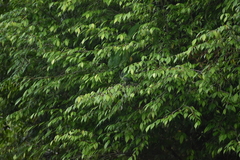 Psilopogon franklinii