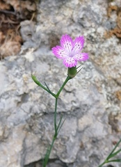 Dianthus tripunctatus