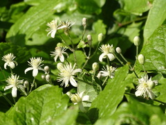 Clematis vitalba
