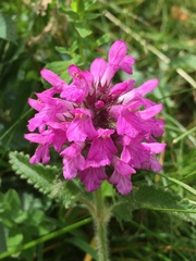Betonica hirsuta