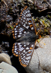 Euphydryas anicia bernadetta