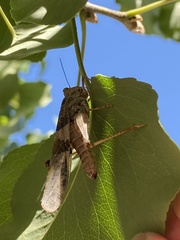 Trimerotropis pallidipennis