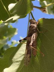 Trimerotropis pallidipennis