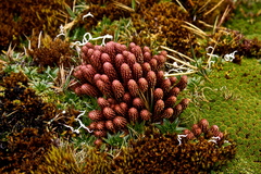 Phlegmariurus crassus