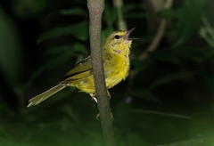 Myiothlypis flaveola