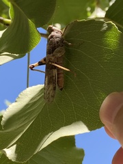 Trimerotropis pallidipennis