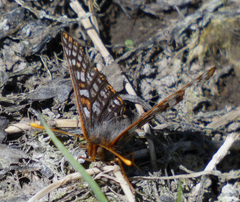 Euphydryas anicia bernadetta