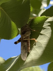 Trimerotropis pallidipennis