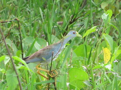 Porphyrio flavirostris