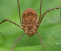 Leiobunum aldrichi
