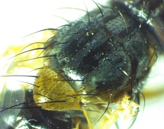 Phaonia bysia