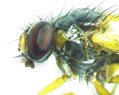 Phaonia bysia