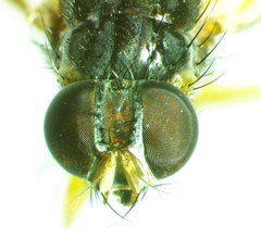 Phaonia bysia