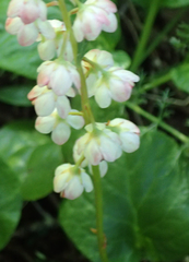 Pyrola grandiflora