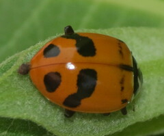 Hippodamia glacialis