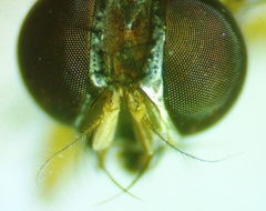 Phaonia bysia
