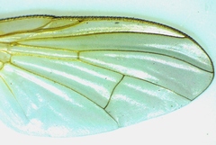 Phaonia bysia
