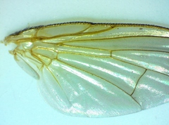 Phaonia bysia