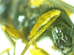 Phaonia bysia
