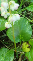 Pyrola grandiflora