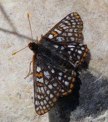 Euphydryas anicia bernadetta