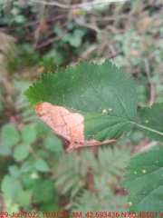 Profenusa canadensis