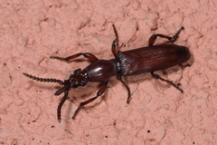 Amorphocephala coronata