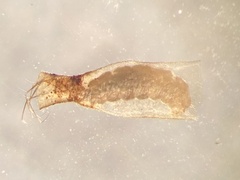 Oxyethira