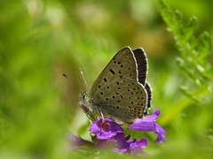 Lycaena tityrus subalpina