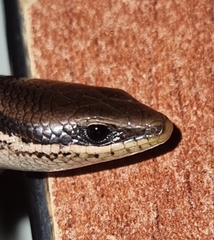 Marisora brachypoda